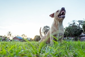 Dog Bite Lawyer Phoenix Arizona 85014, Dog Bite Injury 85014